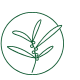 herbal plant line drawing